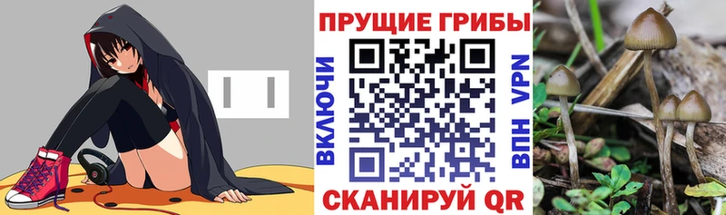 Псилоцибиновые грибы Psilocybe  Купить закладки  Малаховка 